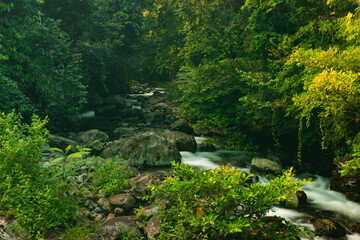 river water flow with beautiful green leaves in the tropical forest of Indonesia