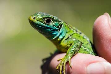 green lizard close up