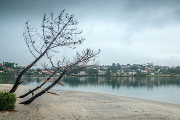 Windswept pines from the Atlantic in the Rio Menor estuary between La Ramallosa and Bayona, southeast of Galicia. Houses and townhouses on the banks of a river.