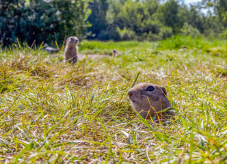 Gopher on the lawn is sticking its head out of the its hole. Close-up.