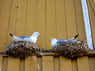 two Seagulls fighting with each other while sitting in their nests at a yellow wooden house 