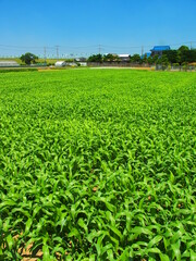 ソルゴー茂る初夏の畑風景