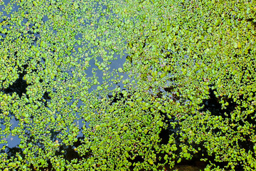 Obraz na płótnie Canvas River blooming algae. Blooming water texture background. Close up, top view