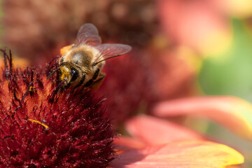 a bee collecting pollen from a blooming cockade flower. 