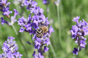 Lavender n.2 with a busy bee