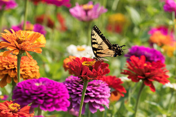 Tiger Swallowtail Butterfly and Richly Vibrant Colorful Flowers