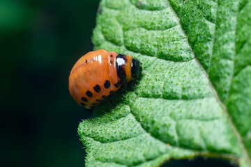 Colorado potato beetle larvae eats potato leaves, damaging agriculture