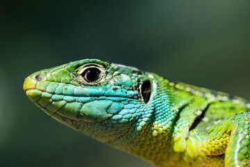 green lizard close up