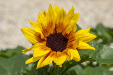 Tournesol