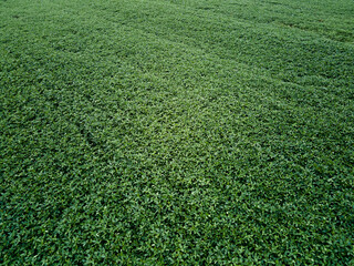 aero view of soybean crops