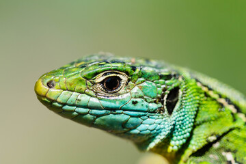 green lizard close up