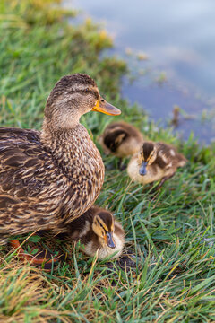 image of brown mallard ducks with ducklings on the lake shore