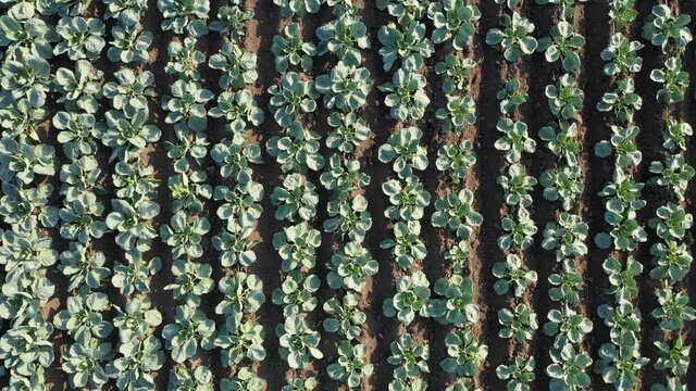Drone flies over rows of cabbage in an agricultural field