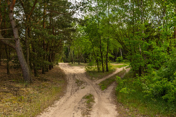 Forest in summer, Lad, Landscape Park, Poland.