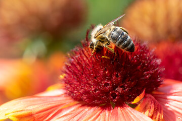 a bee collecting pollen from a blooming cockade flower. 