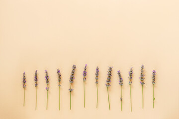 Lavender flowers in a neat row on beige background
