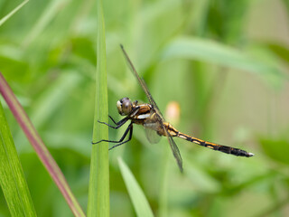 シオカラトンボのメス