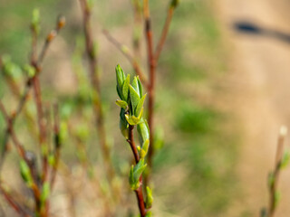 green spring buds on a branch close-up. Blurred background, selective focus