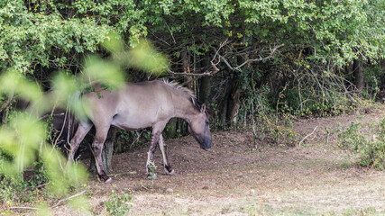 koniks wild horses in the nature reserve near freyburg