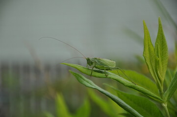 Grasshopper hide in grass. Fauna, flora, animals, macro, insects, large, predator 