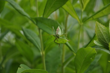 Grasshopper hide in grass. Fauna, flora, animals, macro, insects, large, predator 