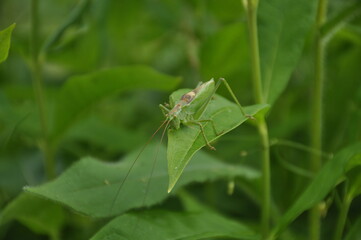Grasshopper hide in grass. Fauna, flora, animals, macro, insects, large, predator 