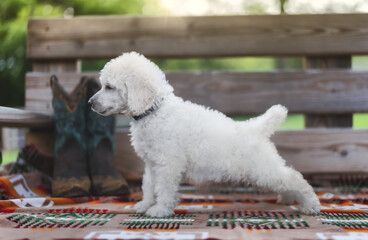 poodle puppies outside in the backyard