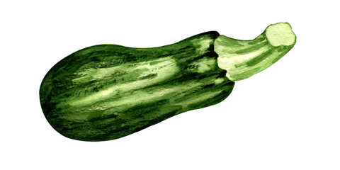 watercolor illustration. one large ripe green zucchini on a white background. decor for postcard menu background.