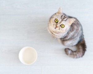Top view adorable grey Scottish hungry cat wants to eat, looking pitifully to camera kitten siting in kitchen floor and waiting for owner to pour dry food into an empty bowl. Selective focus