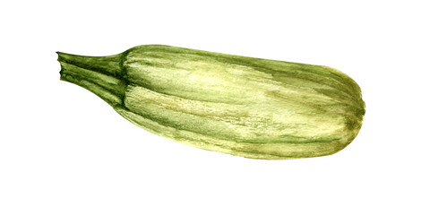 watercolor illustration. one ripe light zucchini on a white background. decor for postcard menu background.
