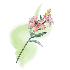 vector watercolor hand drawn red lily flower pattern