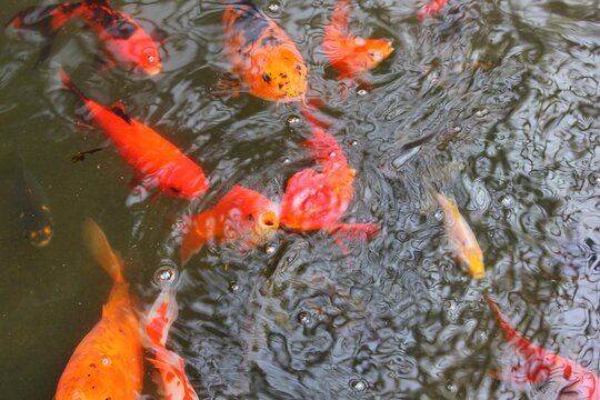 Bright orange koi fish swimming around in the pond looking for food.