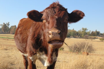 A portrait closeup photograph of a brown young cow with its mouth partially open, standing on a dull dry grass field under a blue sky