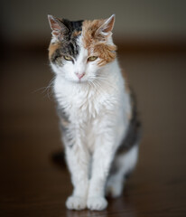 Obraz premium an adult Calico cat relaxing