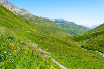 Naklejka na ściany i meble Wild wildflowers in the mountains. Alpine meadows. Switzerland. Furka 2163 м..