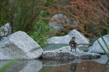 Duckling on the rock