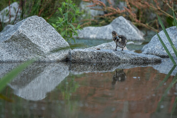 Duckling cleaning its feathers