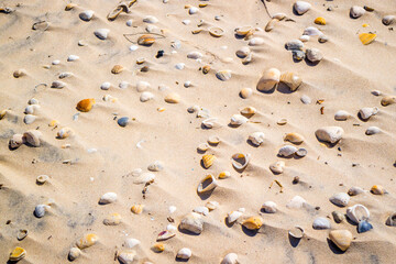 Beach with a lot of seashells on seashore in South Padre Island, Texas