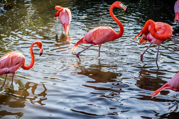 A Pink Flamingos and white Ibis in Orlando, Florida