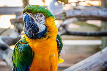 A Green and Gold Macaw in Orlando, Florida