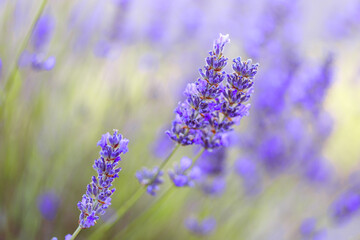 lavender flowers close up