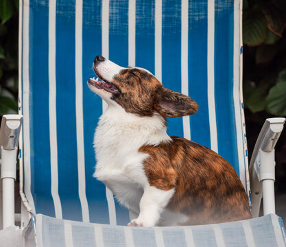 Handsome brindle-colored young corgi posing and making faces