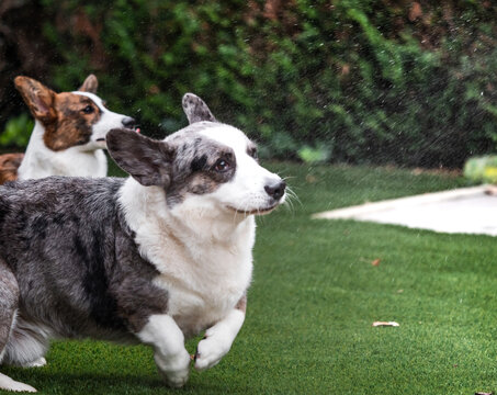 Handsome gray corgi makes faces