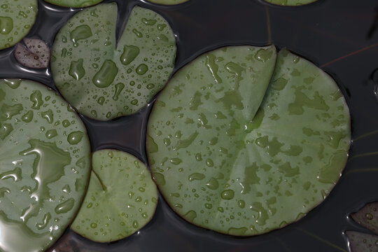 Beautiful vie wof the Beautiful water lily leaves in large drops of water.