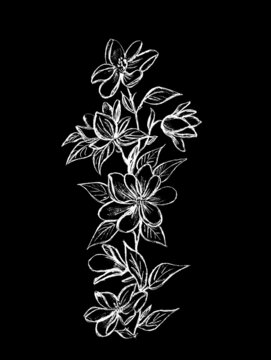 Graphic image of a white twig with flowers on a black background