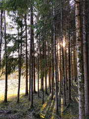 A l&rsquo;or&eacute;e du bois, sapini&egrave;re, Jura, France