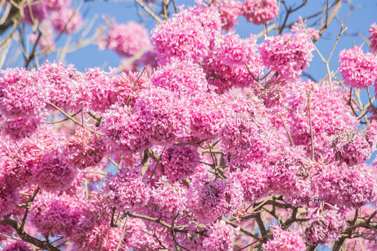 รูปภาพChonta – เลือกดูภาพถ่ายสต็อก เวกเตอร์ และวิดีโอ304 | Adobe Stock