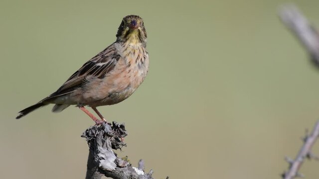 Ortolan Bunting on branch, Emberiza hortulana. In the wild