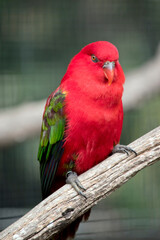 the chatting lory is perched on a branch