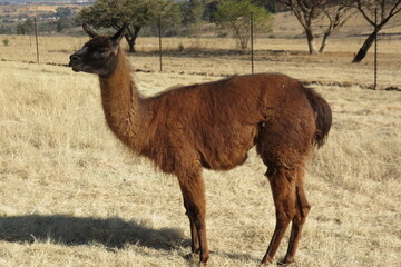 A view from the side of a brown lama standing on a dry dull grass field on a sunny day